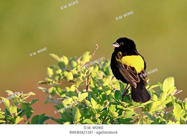 Yellow-rumped bishop (Euplectes capensis), male sits on a bush, South Africa, Western Cape, Bontebok National Park