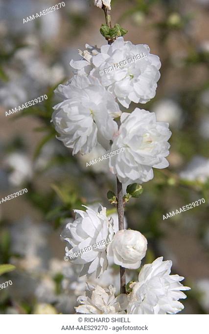 White Dwarf Flowering Almond (Prunus glandulosa 'Albo Plena') at Bakersfield, CA, USA