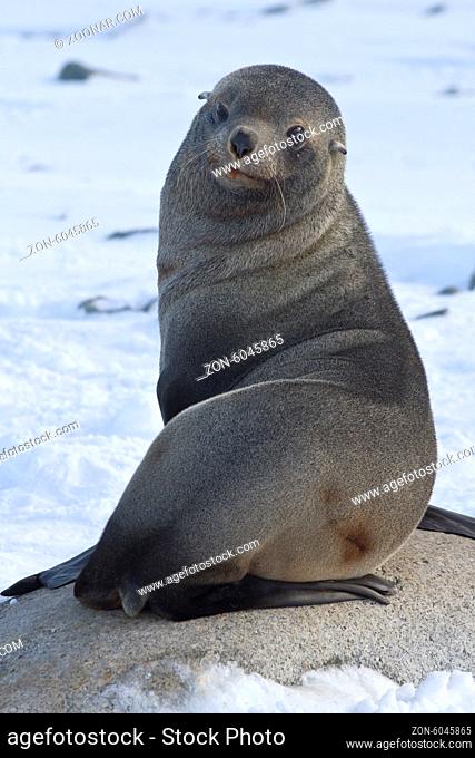 fur seal sitting on a rock on the beach Antarctic Islands