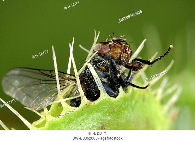 Venus Flytrap, Venus's Flytrap, Venus' Flytrap, Venus Fly Trap, Venus's Fly Trap, Venus' Fly Trap, Fly-Trap (Dionaea muscipula), with fly in the trap