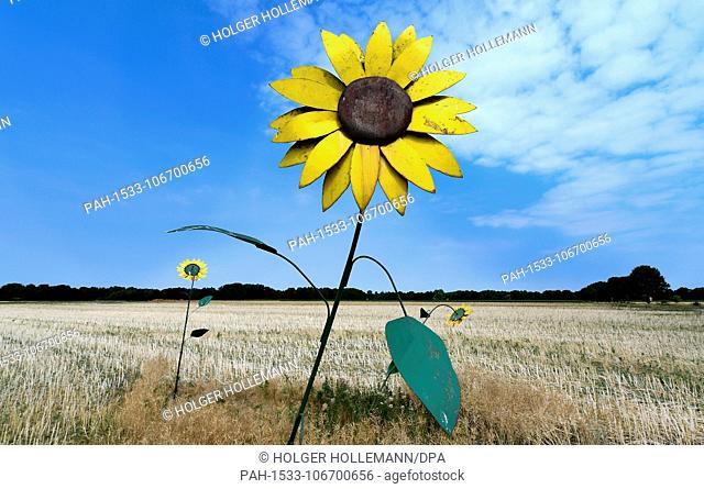 20 July 2018, Germany, Wedemark: Metal sunflowers standing under the sunlight in the Feldmark near Brelingen. Photo: Holger Hollemann/dpa | usage worldwide