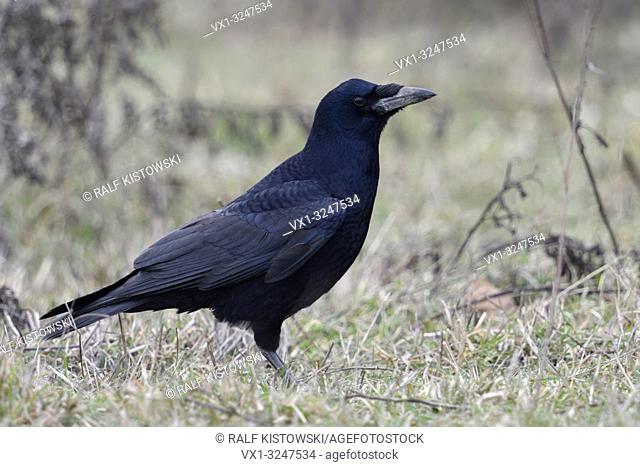 Rook / Saatkaehe ( Corvus frugilegus ), sitting / standing in a meadow, shy bird, watching around attentively, typical behavior, wildlife, Europe,