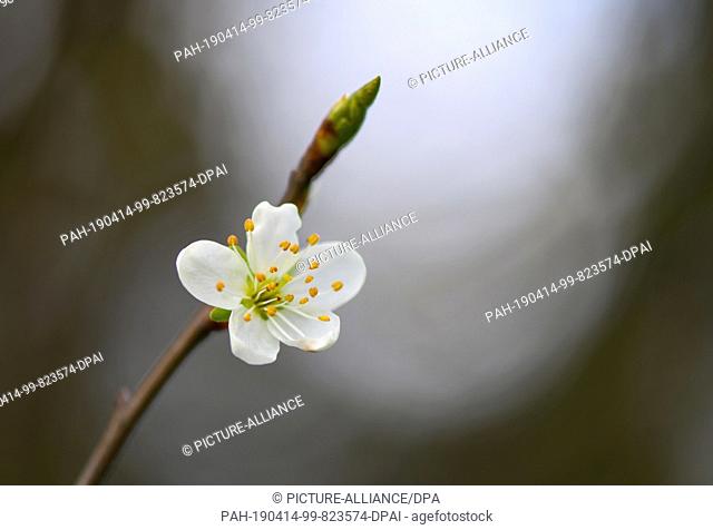 14 April 2019, Brandenburg, Sieversdorf: A single flower of a plum tree has risen on a branch. Photo: Patrick Pleul/dpa-Zentralbild/ZB
