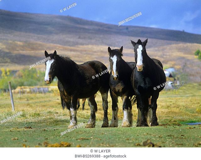 Shire horse Equus przewalskii f. caballus, herd in a hill and meadow landscape