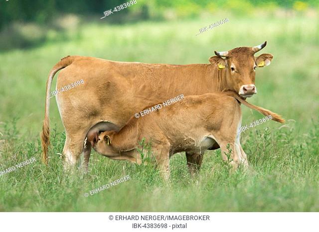 Cow (Bos primigenius taurus) suckling calf on pasture, Emsland, Lower Saxony, Germany