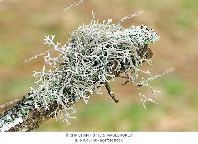 Lichen (Parmelia furfuracea), Provence, Southern France, Europe