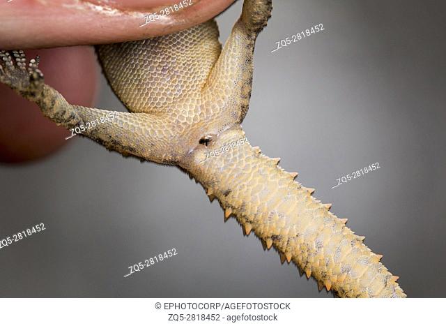 Leaf toed gecko, Hemidactylus parvimaculatus, Bhoramdeo Wildlife Sanctuary, Chhattisgarh. Medium sized gecko seen under boulders in forests and in tree hollows