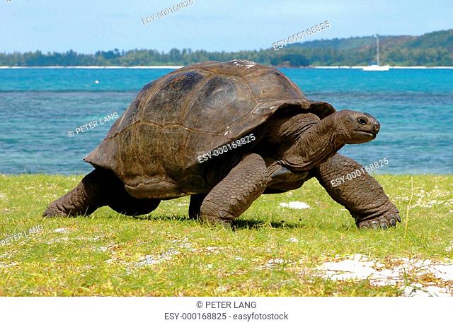 Schildkröte auf Wanderschaft