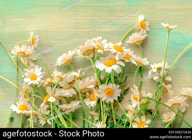 Blooming chamomile flowers, shot from the top on a teal blue wooden background with a place for text, toned image