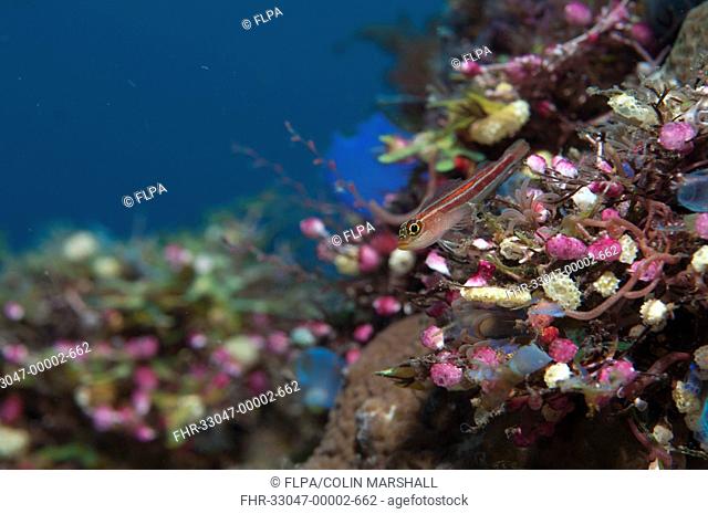 Striped Triplefin Helcogramma striatum adult, resting on coral encrusted shipwreck, Liberty Wreck, Tulamben, Bali, Lesser Sunda Islands, Indonesia