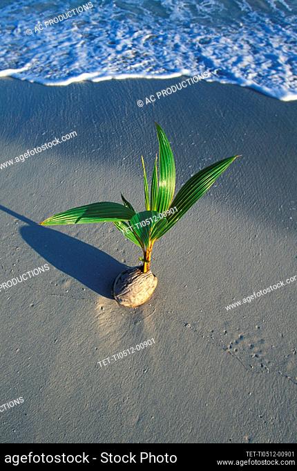 Jamaica, Ocho Rios, Sprouting coconut on beach