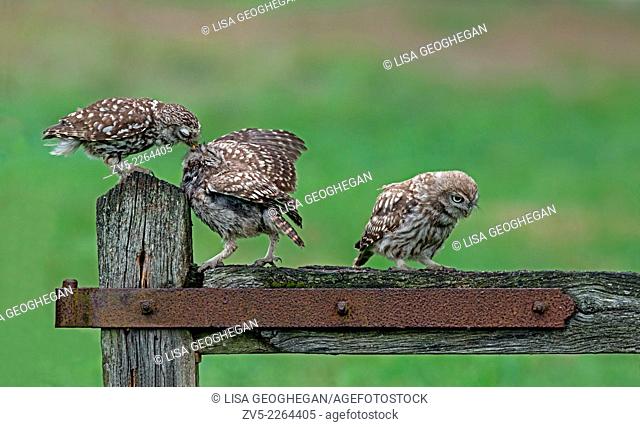 Female Little Owl-Athene noctua, Feeding Young (owlet). Summer, Uk