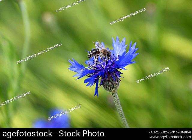 02 June 2023, Bavaria, Gereuth: A bee collects nectar on a cornflower. Photo: Pia Bayer/dpa. - Gereuth/Bavaria/Germany