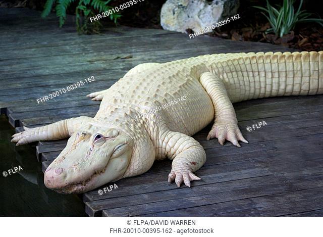 American Alligator (Alligator mississipiensis) leucistic adult, Florida, U.S.A., June (captive)