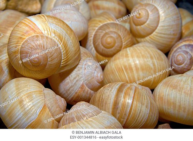 Shells of snails