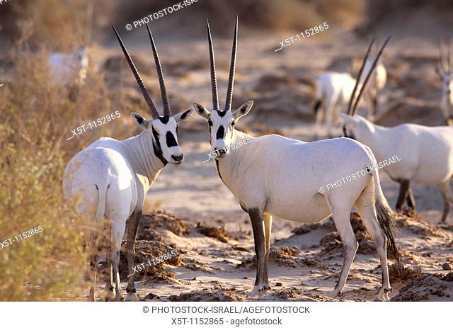 Israel, Aravah desert, A Herd of Arabian White Oryx Oryx leucoryx  The Arabian white oryx is a large white antelope, Almost totally extinct in the wild several...