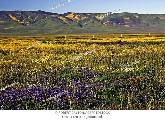 Spring on the Carrizo Plain, Southern California