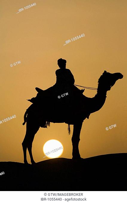 Camel at sunset in the Thar desert, Rajasthan, India, South Asia