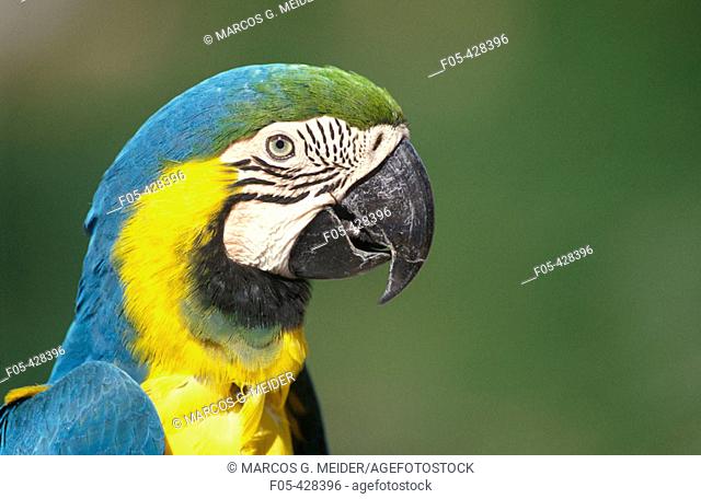 Blue Gold Macaw (Ara ararauna)
