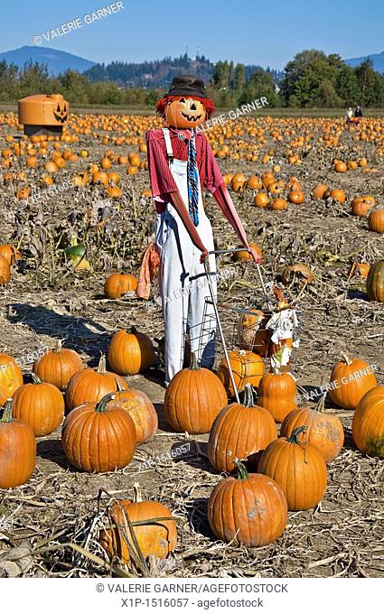 This vertical autumn season stock photo shows a scarecrow with a hat, in a fall pumpkin patch on a clear sunny day