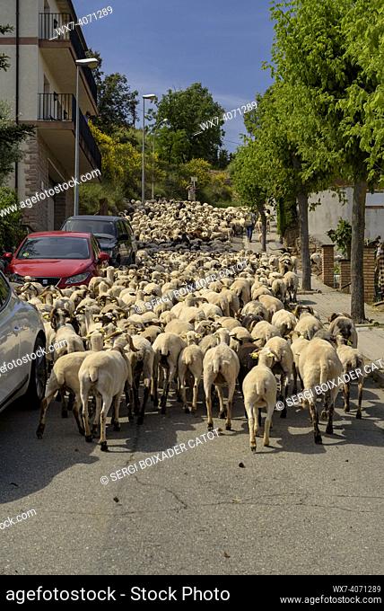 A shepherd and his flock of sheep during the transhumance towards the Pyrenees. Passing through Olost village (Lluçanès, Osona, Barcelona, Catalonia, Spain)