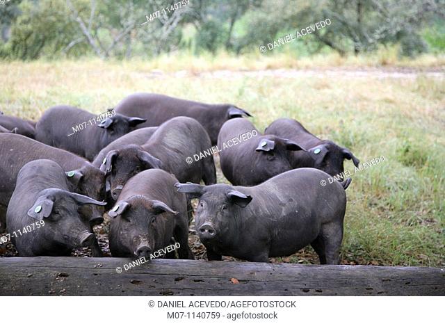 Jabugo herd of pigs