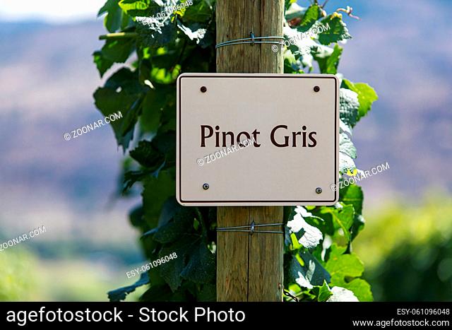 Pinot Gris wine grape variety sign on wooden post selective focus, vineyard varieties signs, Okanagan valley wine region British Columbia, Canada