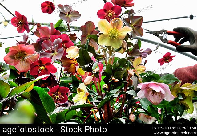 05 January 2023, Saxony, Leipzig: At the Felgenträger family nursery, a gardener cuts wilted blossoms from colorful lentil roses (Helleborus) in a greenhouse