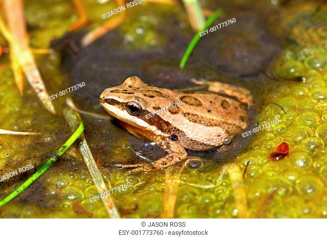 Western Chorus Frog Pseudacris triseriata
