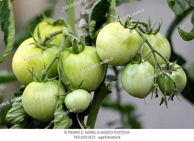 Green tomatoes in a tomato plant