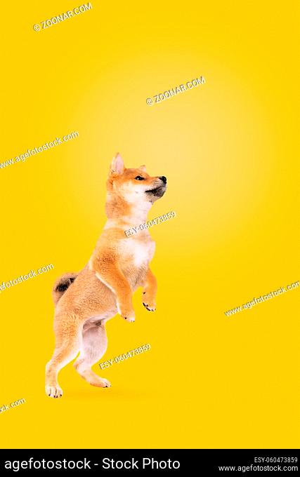 jumping shiba inu puppy dog in front of yellow background