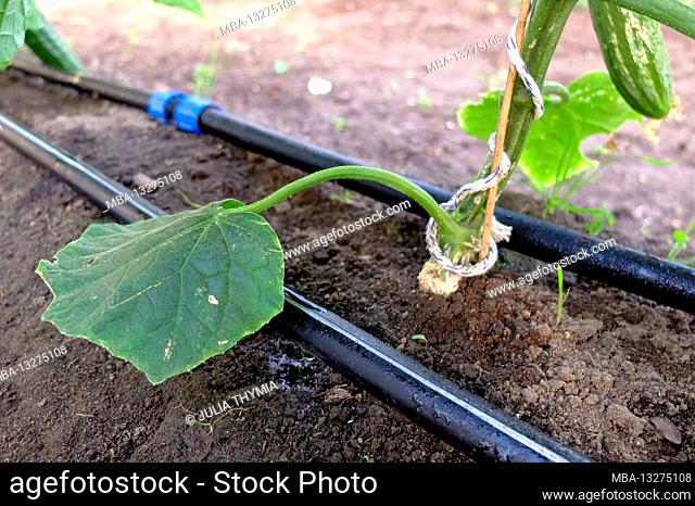 Cucumber (Cucumis sativus) in the greenhouse, watering with a dropper