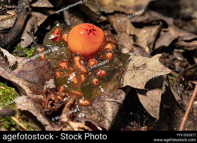 Stalked Puffball-in-aspic or Gelatinous Stalked-Puffball (Calostoma cinnabarinum) - Pisgah National Forest, Brevard, North Carolina, USA