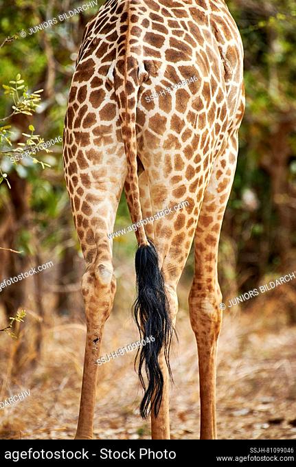 Bushy tail of Thornicrofts giraffe or Rhodesian giraffe (Giraffa camelopardalis thornicrofti). South Luangwa National Park, Mfuwe, Zambia, Africa