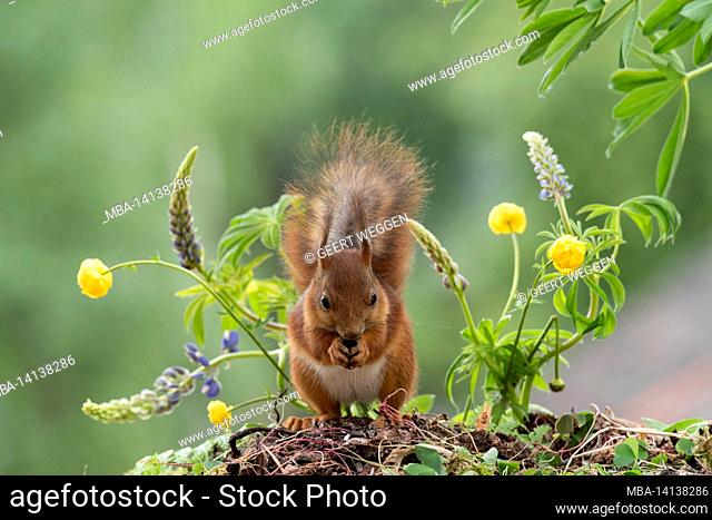 red squirrel is standing with lupine and an trollius flower