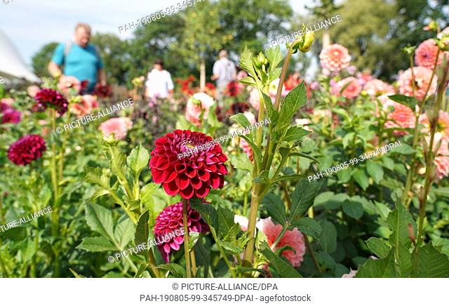 05 August 2019, Saxony, Frankenberg: Behind flowerbeds visitors run at the 8th Saxon State Garden Show in Frankenberg. The show in Central Saxony opened from 20