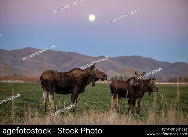USA, Idaho, Bellevue, Cow moose (Alces alces) with two calves standing in grass under full moon
