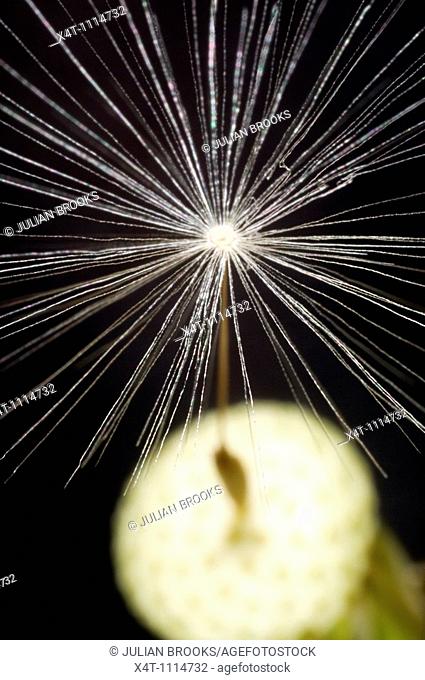 A single dandelion seed still attached to the seed head, black background, selective focus