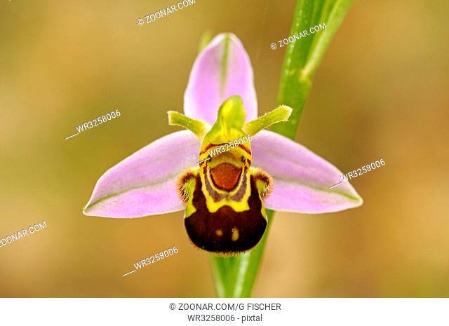 Bienenragwurz, Bienen-Ragwurz, Ophrys apifera, Orchidee / Bee Orchid, Ophrys apifera, Orchid
