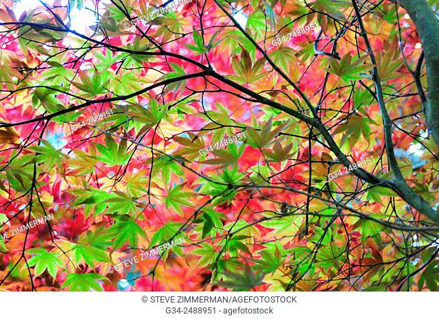 USA, Washington State, Seattle, Autumn leaves on tree