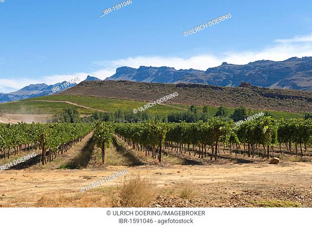 Vineyard in the Cederberg mountains, Western Cape, South Africa, Africa