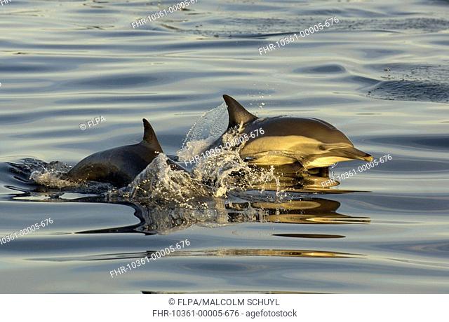 Long-beaked Common Dolphin Delphinus capenisis adults, porpoising, Sea of Cortez, Mexico