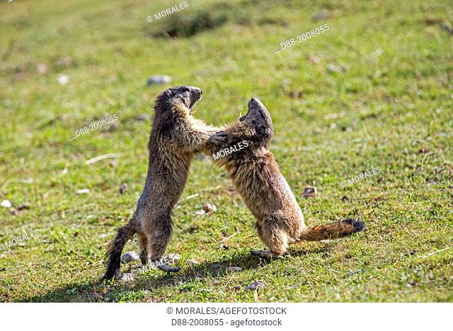France, Alpes de Hautes Provence , Selonnet , Alpine Marmot (Marmota marmota) ,
