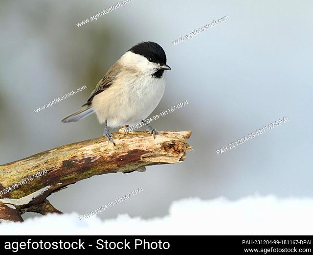 01 December 2023, Berlin: 01.12.2022, Berlin. A marsh tit (Poecile palustris) sits on a broken branch on a cold December day