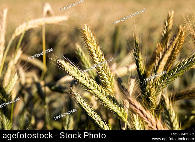 agricultural fields with fresh ripened dry cereals that ripen to harvest grain, eastern Europe