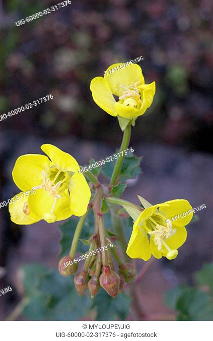 Spring bloom brings out rare yellow wildflower in the SANORAN DESERT - EL PINACATE NATIONAL PARK, MEXICO