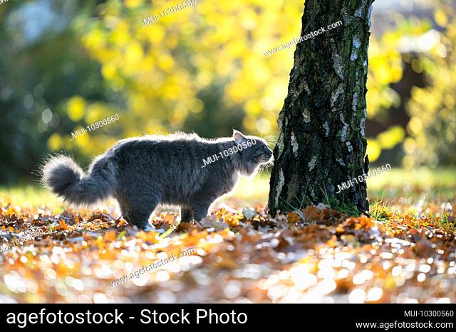side view of a fluffy blue tabby maine coon cat standing on autumn leaves smelling on birch tree