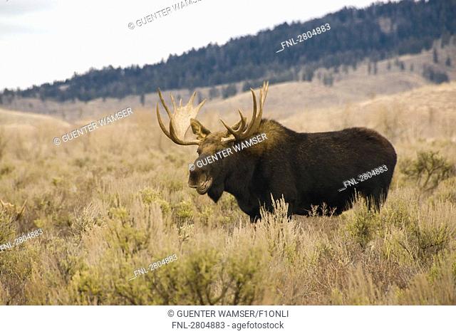 Moose Alces alces in forest, Grand Teton, Wyoming, USA