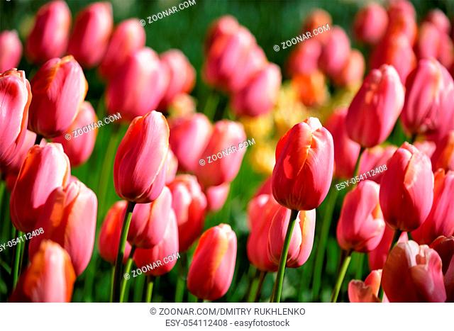 Blooming pink tulips flowerbed in Keukenhof flower garden, also known as the Garden of Europe, one of the world largest flower gardens and popular tourist...