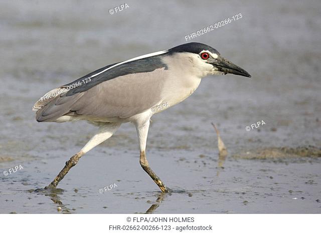 Black-crowned Night-heron (Nycticorax nyctocorax) adult, breeding plumage, walking in shallow water on mudflats, Mai Po Marshes Reserve, Deep Bay
